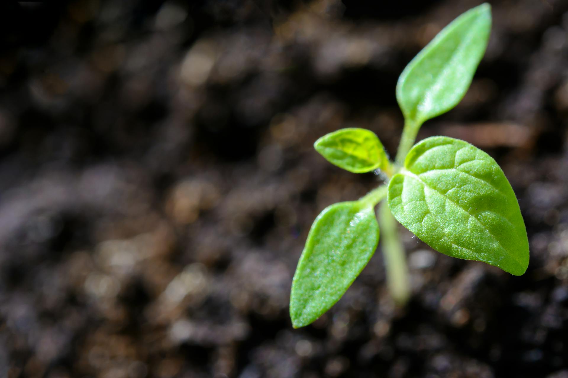 A young green seedling growing in dark soil